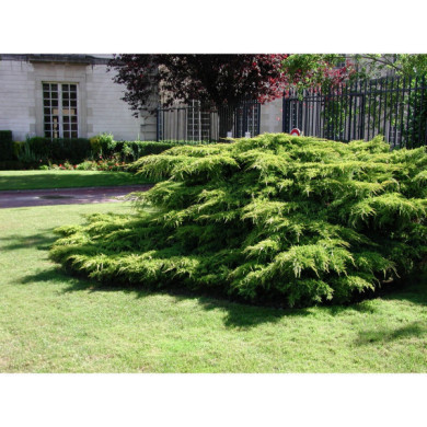 Juniperus x pfitzeriana 'Pfitzeriana Aurea'