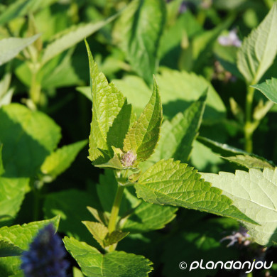Agastache 'Blue Fortune'