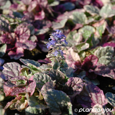 Ajuga reptans 'Burgundy Glow'