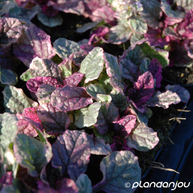 Ajuga reptans 'Burgundy Glow'
