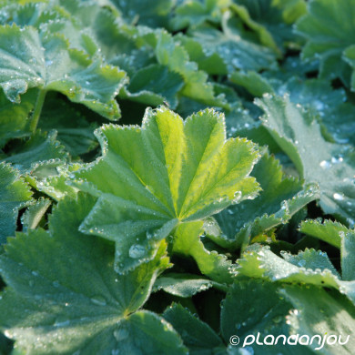 Alchemilla mollis