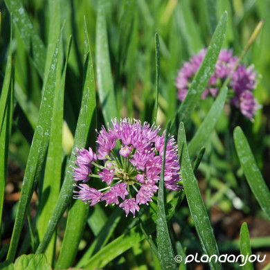 Allium 'Millenium'