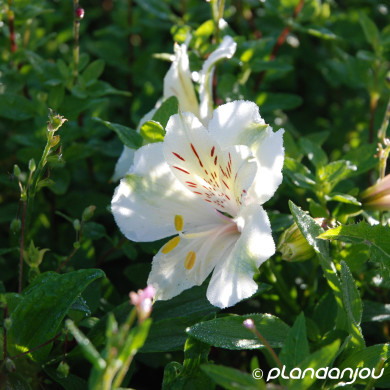Alstroemeria 'Tessumsky' SUMMER SKY