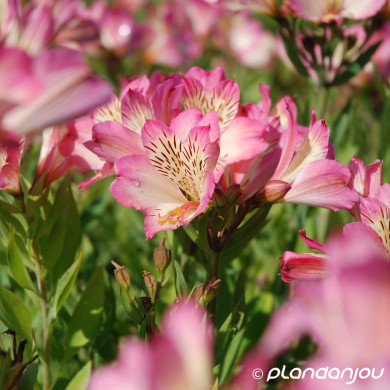 Alstroemeria 'Tessumbreak' SUMMER BREAK