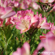 Alstroemeria 'Tessumbreak' SUMMER BREAK
