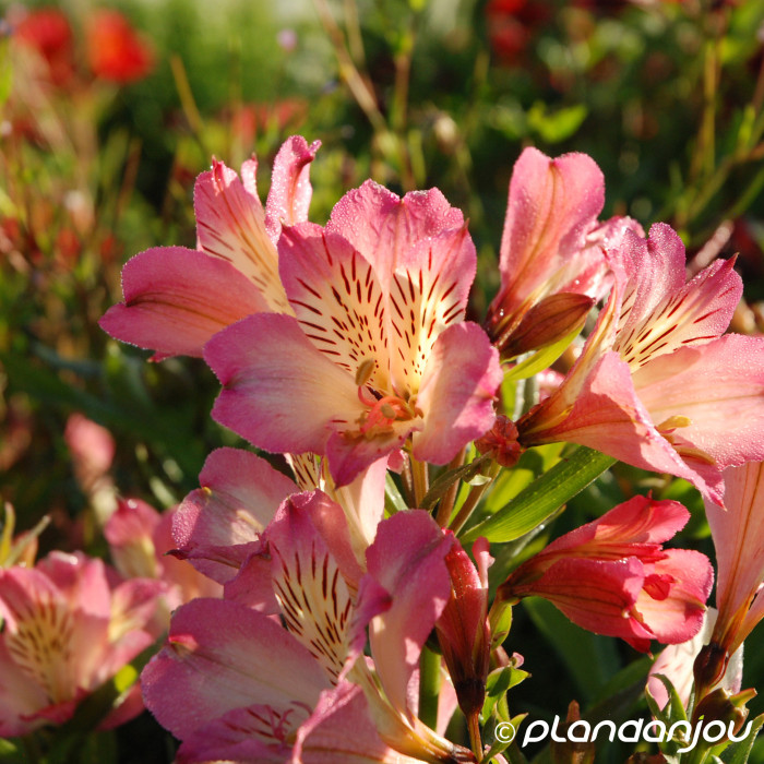 Alstroemeria 'Tessumbreak' SUMMER BREAK