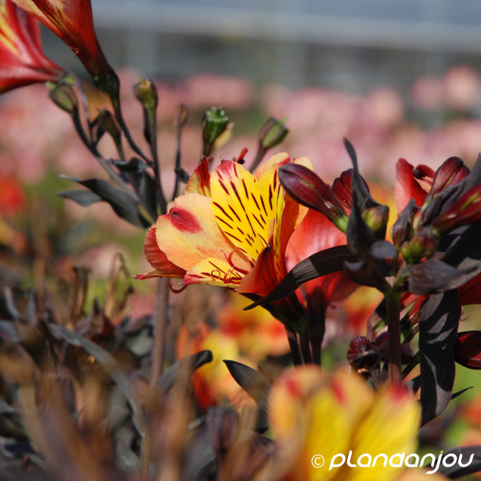 Alstroemeria 'Tesronto' INDIAN SUMMER