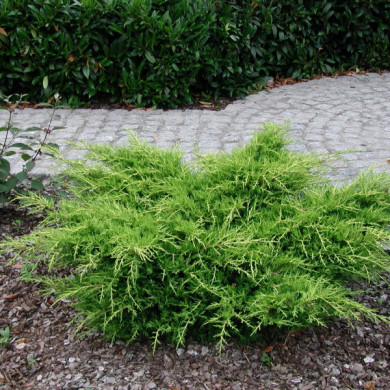 Juniperus x pfitzeriana 'Pfitzeriana Aurea'