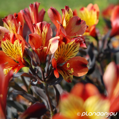 Alstroemeria 'Tesronto' INDIAN SUMMER