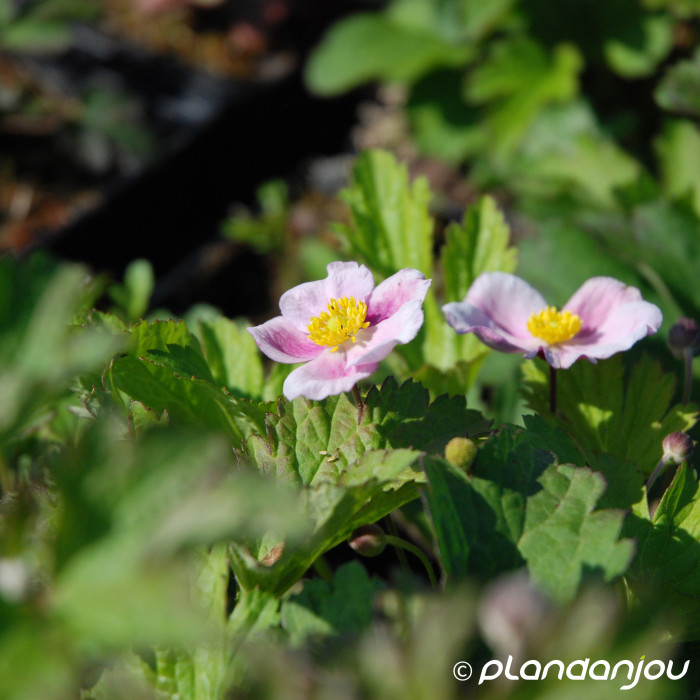 Anemone hupehensis