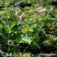 Anemone hupehensis