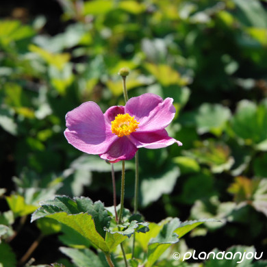 Anemone hupehensis 'Praecox'