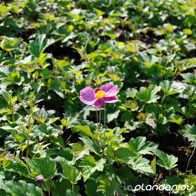 Anemone hupehensis 'Praecox'