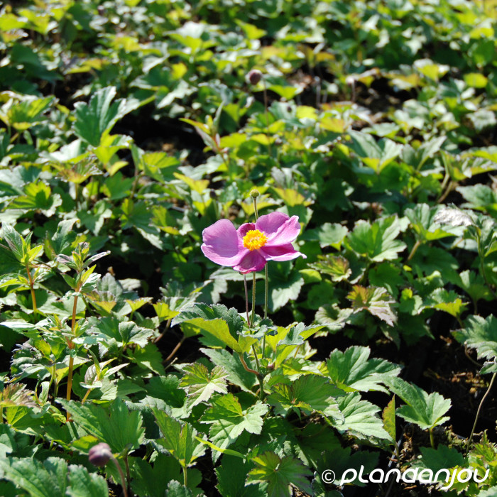 Anemone hupehensis 'Praecox'