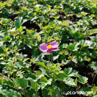 Anemone hupehensis 'Praecox'
