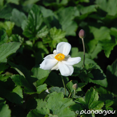 Anemone x hybrida 'Honorine Jobert'