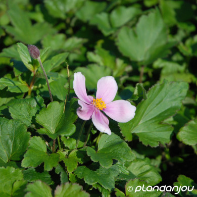 Anemone x hybrida 'Konigin Charlotte'