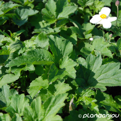 Anemone x hybrida 'Honorine Jobert'