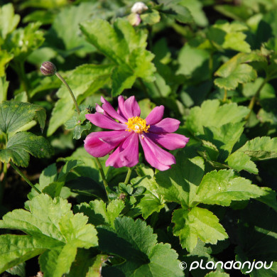Anemone x hybrida 'Pamina'