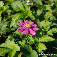 Anemone x hybrida 'Pamina'