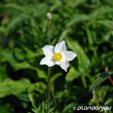 Anemone sylvestris