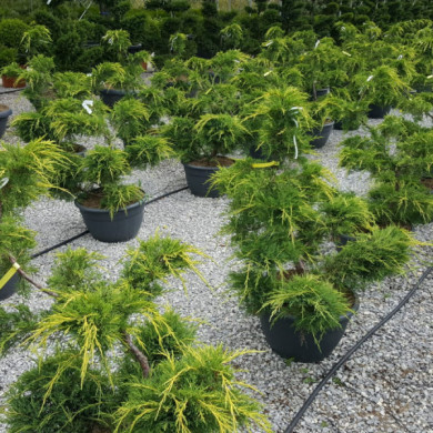 Juniperus x pfitzeriana 'Pfitzeriana Glauca'