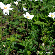Anemone sylvestris