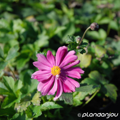 Anemone hupehensis 'Prinz Heinrich'