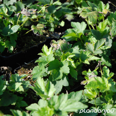 Anemone hupehensis 'Prinz Heinrich'