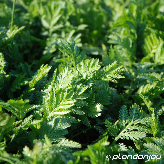 Anthemis x hybrida 'E.C Buxton'