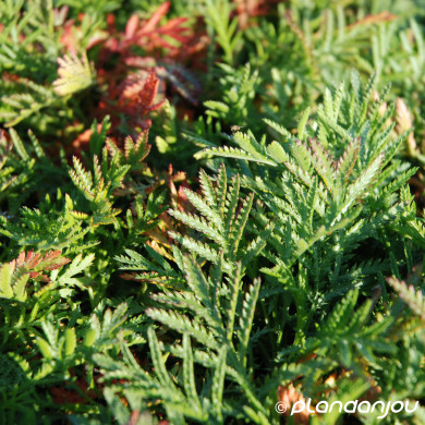 Anthemis tinctoria 'Lemon ice'
