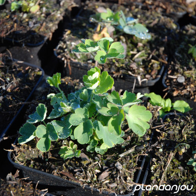 Aquilegia Biedermeier