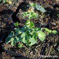 Aquilegia Biedermeier