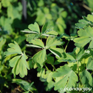 Aquilegia caerulea 'White star'