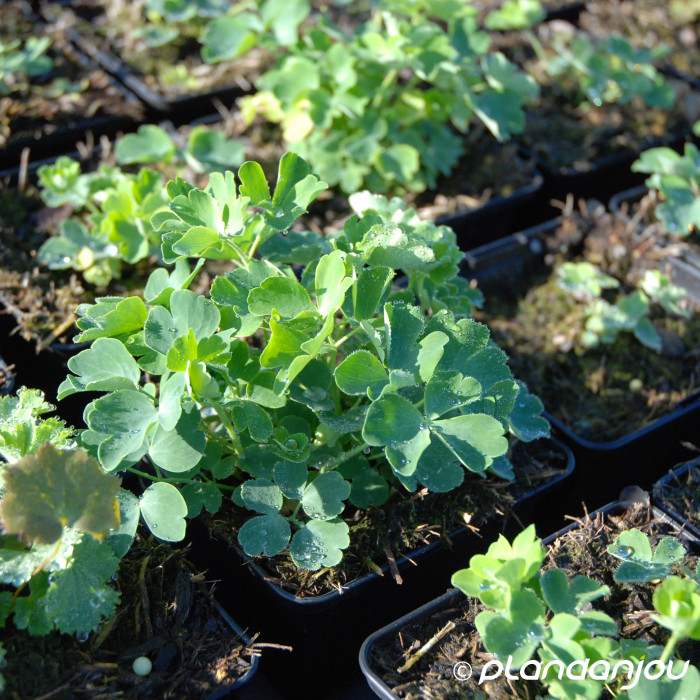Aquilegia 'Nora Barlow'