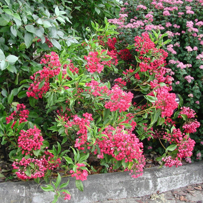Kalmia latifolia