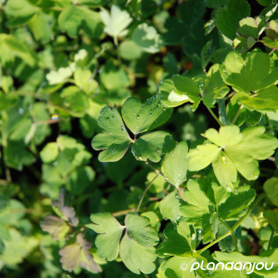 Aquilegia 'Blue Star'
