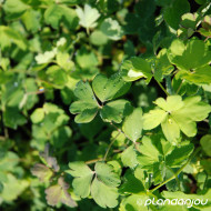 Aquilegia 'Blue Star'