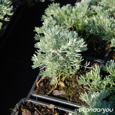 Artemisia schmidtiana 'Nana'