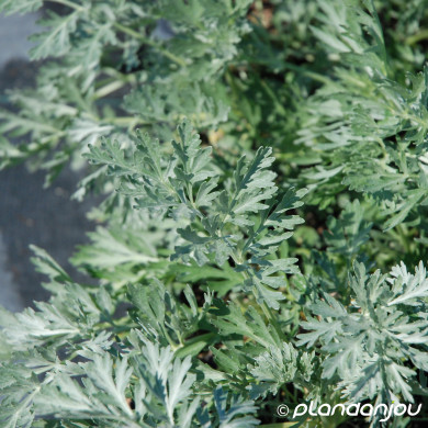 Artemisia absinthium 'Lambrook Silver'