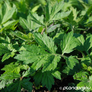 Artemisia lactiflora