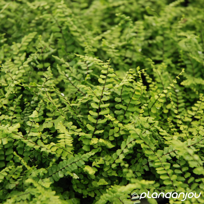 Asplenium trichomanes