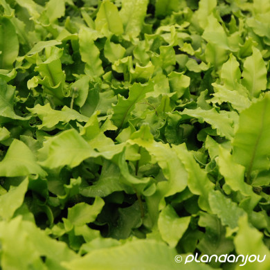 Asplenium scolodendrium