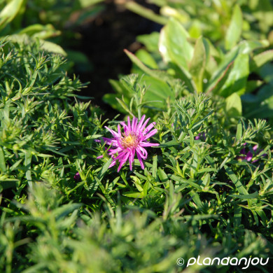 Aster 'Alice Haslam' (dumosus group)