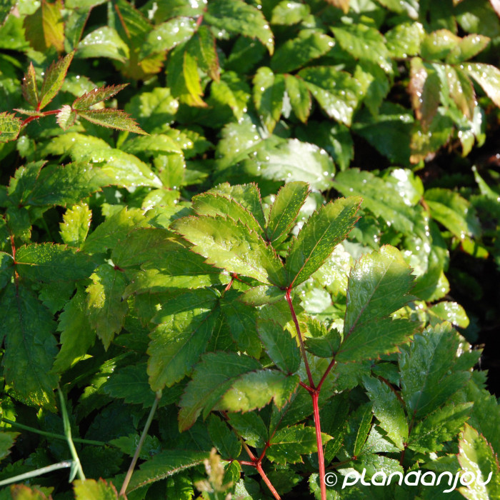 Astilbe 'Federsee'