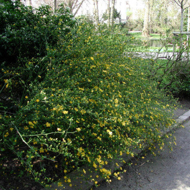 Kerria japonica