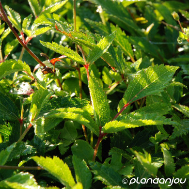 Astilbe 'Astary White'