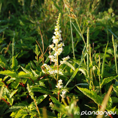 Astilbe 'Astary White'