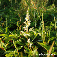 Astilbe 'Astary White'