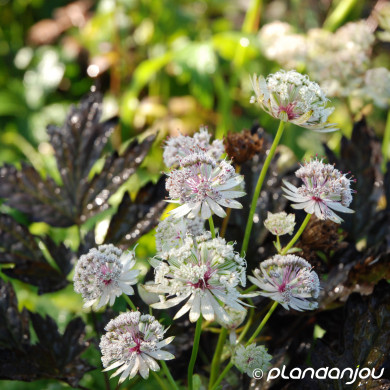 Astrantia major 'Alba'